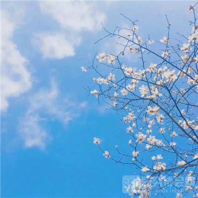 荒野求生射箭英雄手机版下载